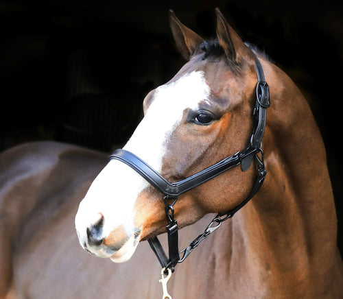 Liveryman Clipping Halter - Black
