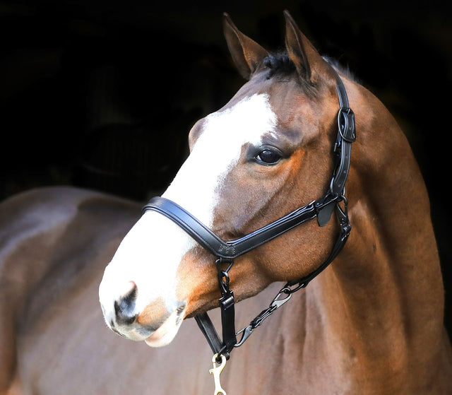 Liveryman Clipping Halter - Black