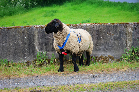 Super Blue Ram Harness