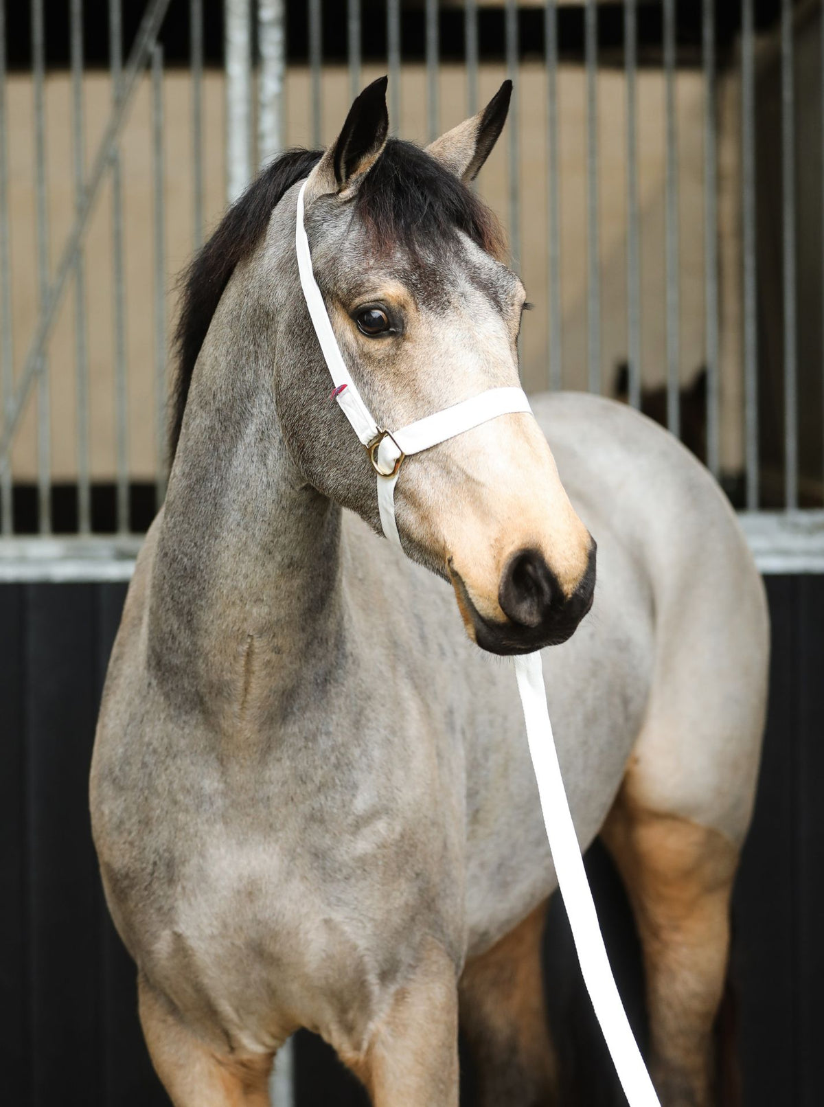 Equi-Senital Adjustable Show Halter