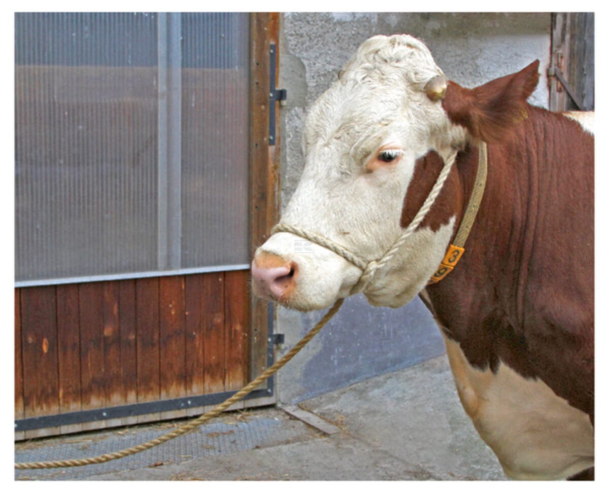 Livestock transport rope