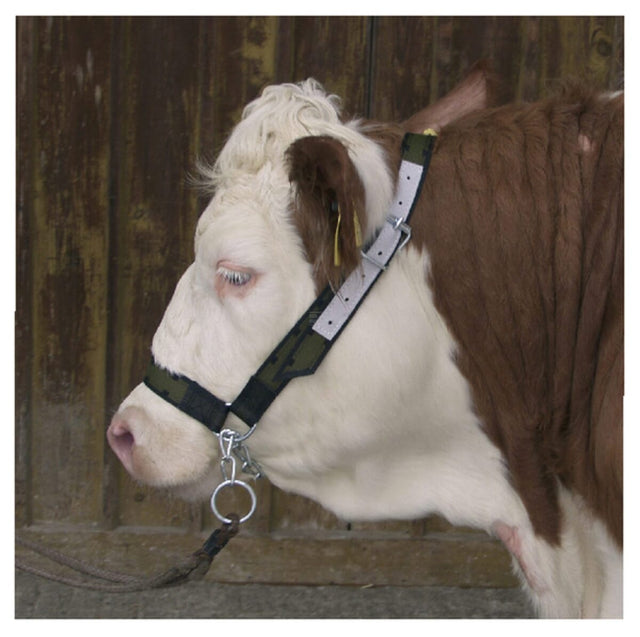Cow halter with chin chain
