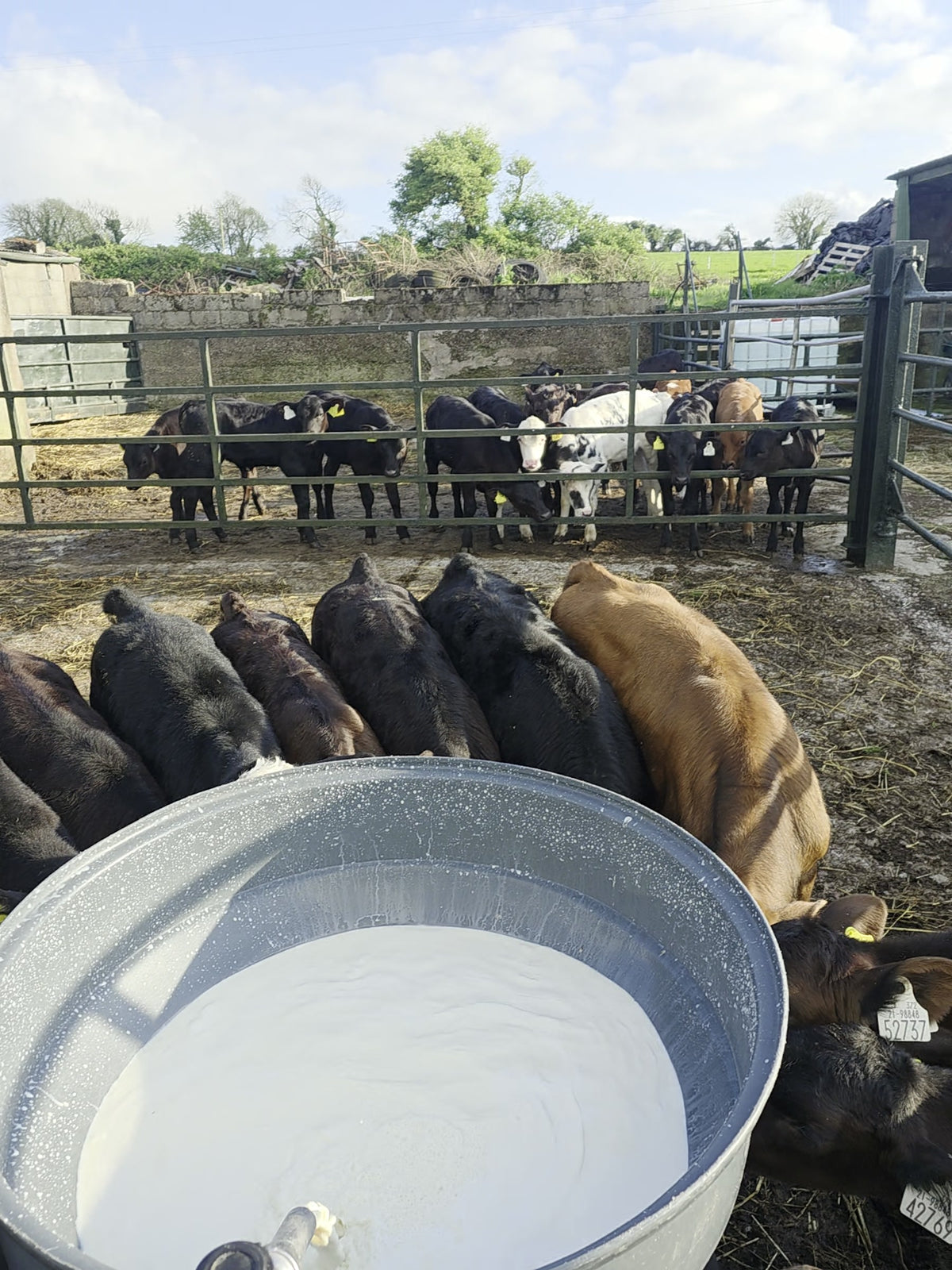Calf Rearing