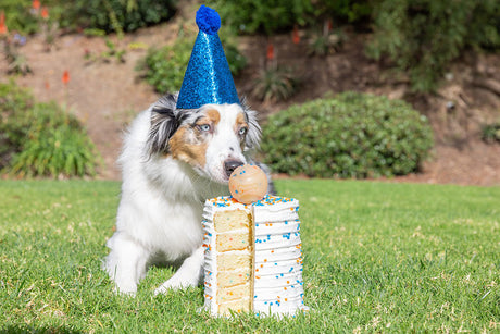 Chuckit! Birthday Fetch Ball M