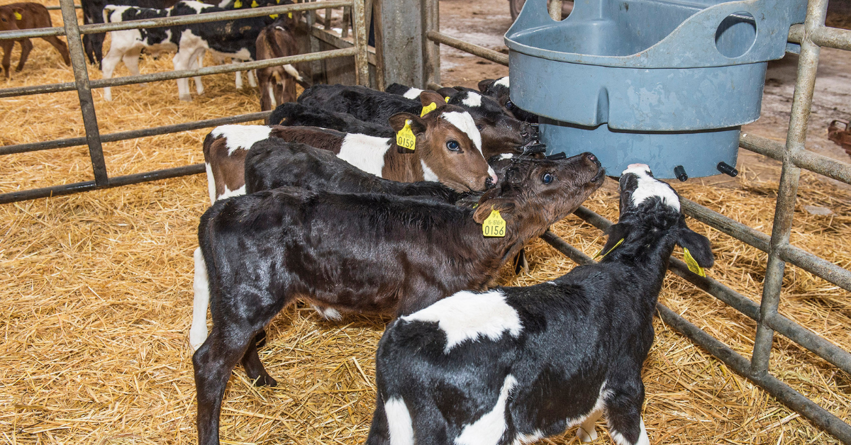 Pre-Calving & Calving
