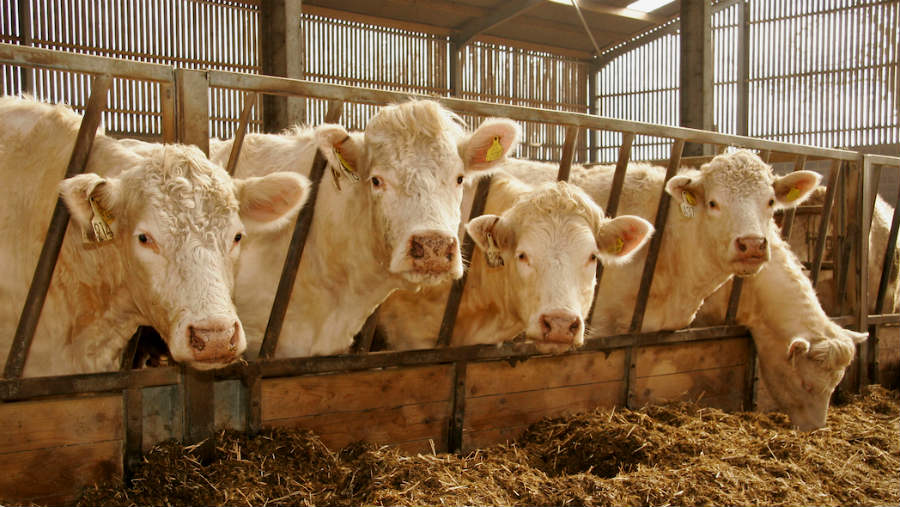 Fluke & worm control