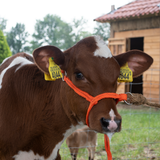 Halter Calf adjustable wide orange