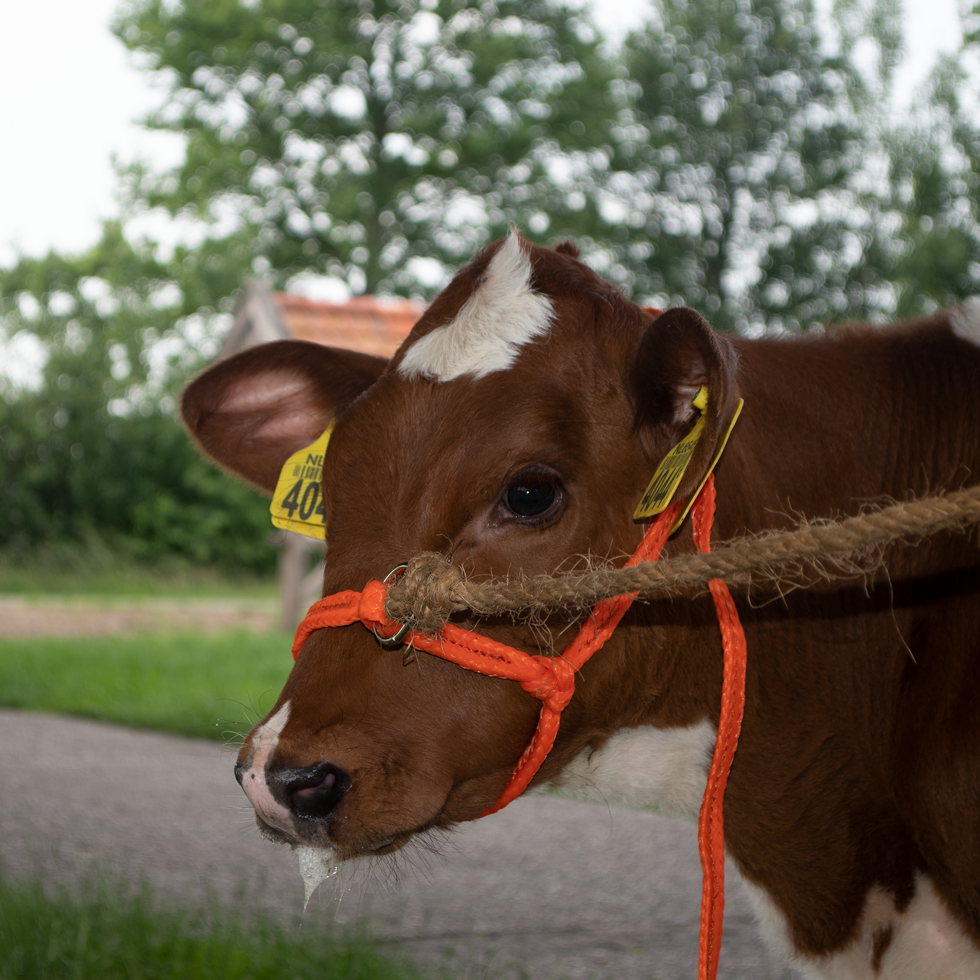 Halter Calf adjustable wide orange