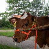 Halter Calf adjustable wide orange