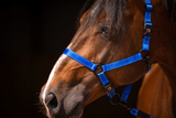 Excellent Premium Halter