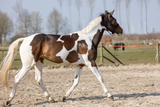 Excellent Horse Hi Gloss Glitter Spray
