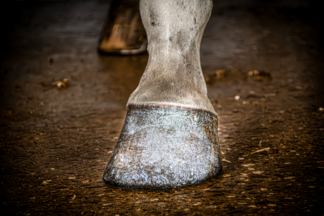 Excellent Horse Hi Gloss Glitter Hoof Polish