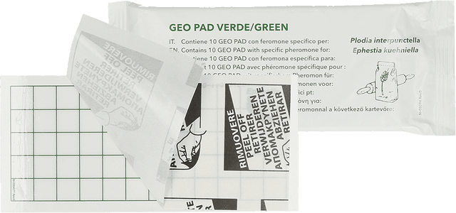 Geo Glue Pad Pantry Moth