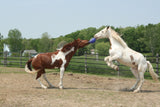 Jolly Ball Dual