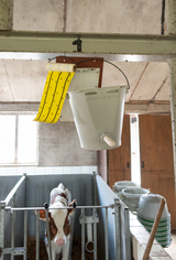 Knock Pest Fly Roll Yellow