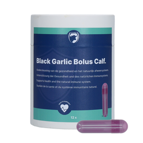 Excellent Black Garlic Bolus Calf