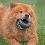 KONG Extreme Donut