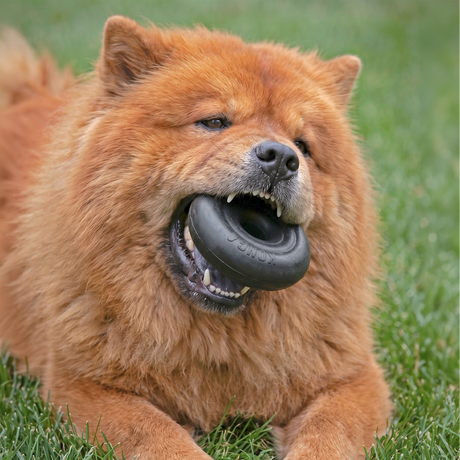 KONG Extreme Donut