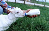 Lamb teat  with screw lid