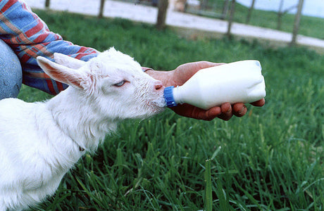 Lamb teat  with screw lid