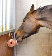 Excellent Horse Salt Lick Himalaya