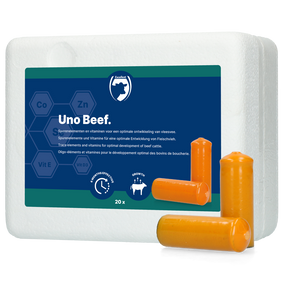 Excellent Uno Beef