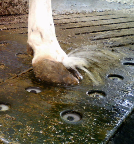 Vink Hoofcare Spray Mat