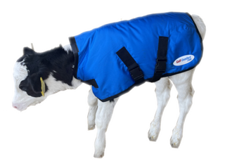 Calf Comfort Jacket LARGE