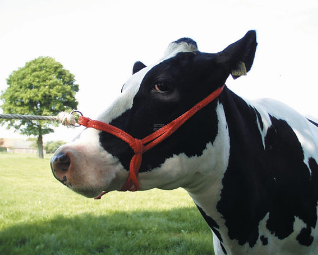 Cow halter