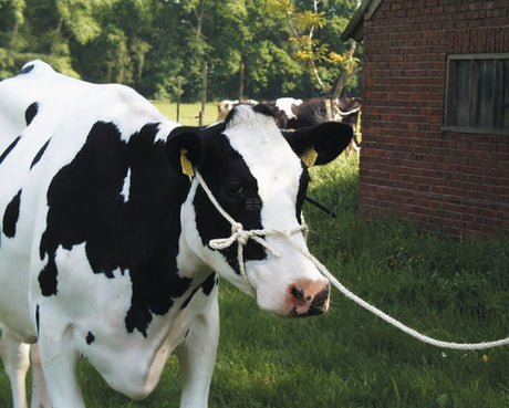Halter with rope