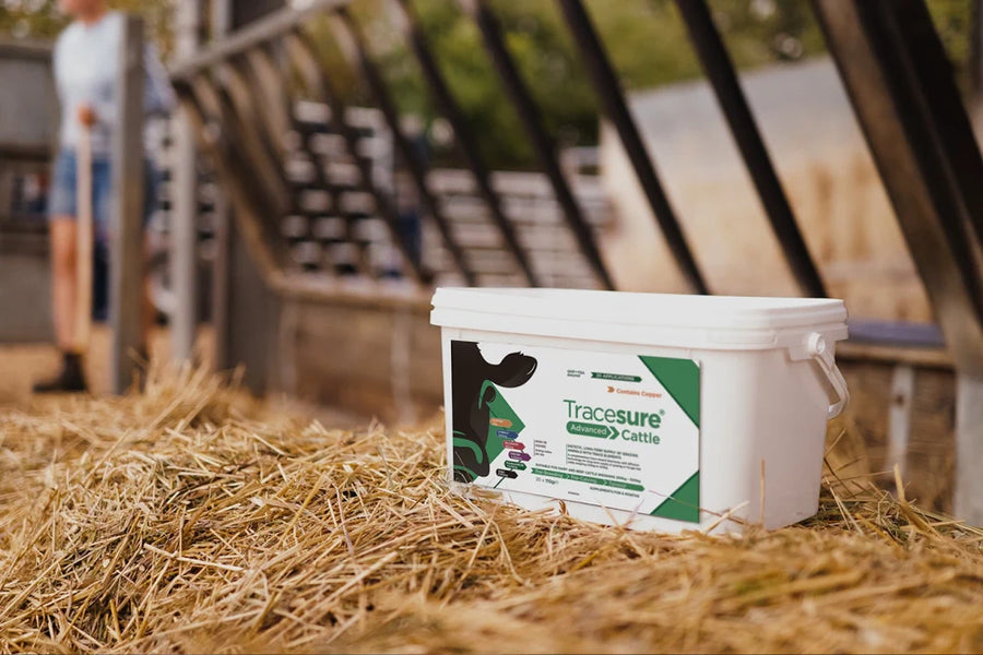 Tracesure Cattle bolus