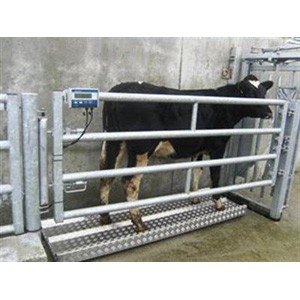 O'Neill Livestock Weighing Scales