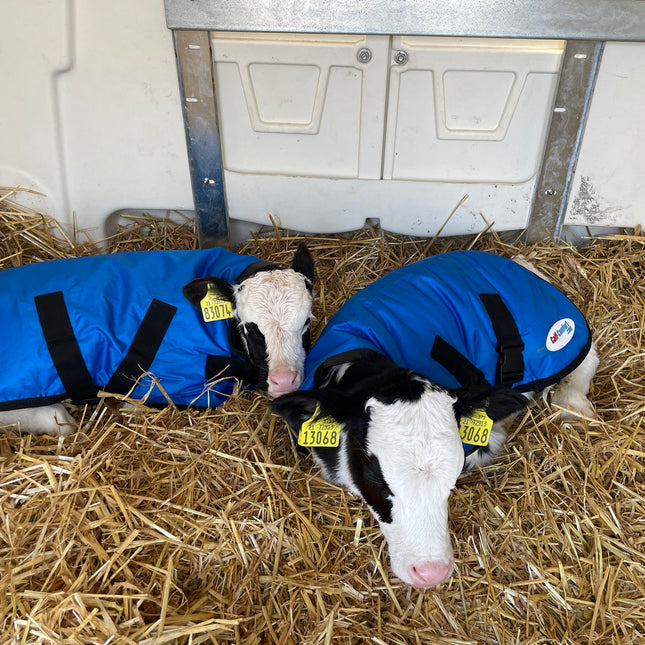 Calf-Comfort Calf Jacket (Medium)