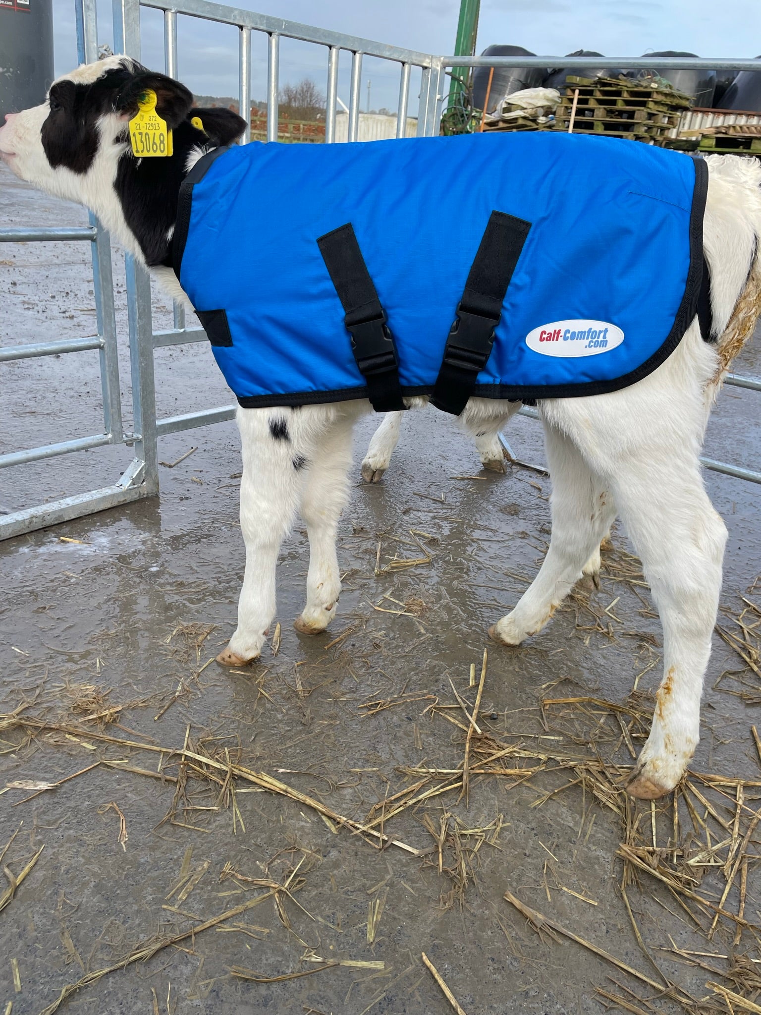 Calf-Comfort Calf Jacket (Medium)