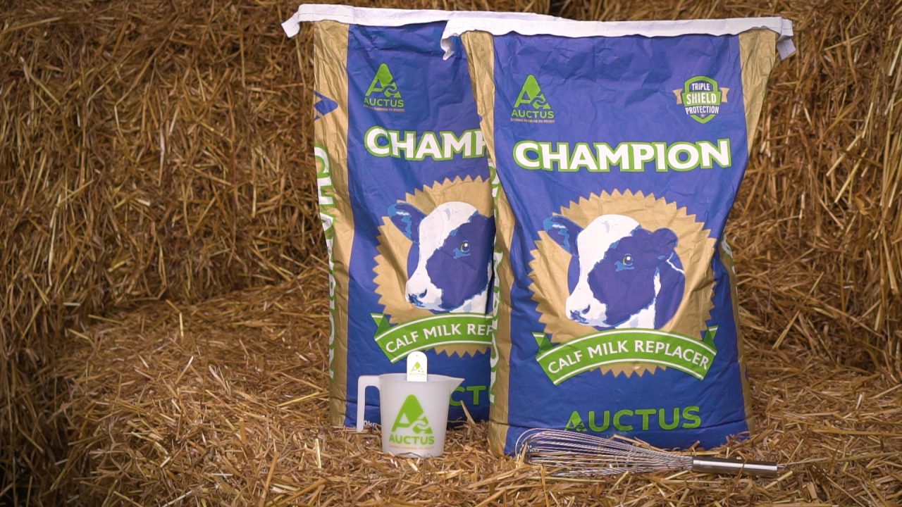 Champion calf milk replacer 60 x 20KG Bags