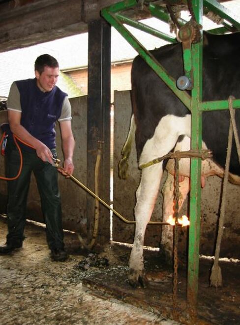Udder Hair Remover angled lance for use with propane gas
