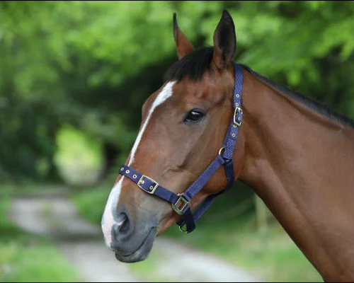 HORSE NYLON HEADCOLLAR - BLACK