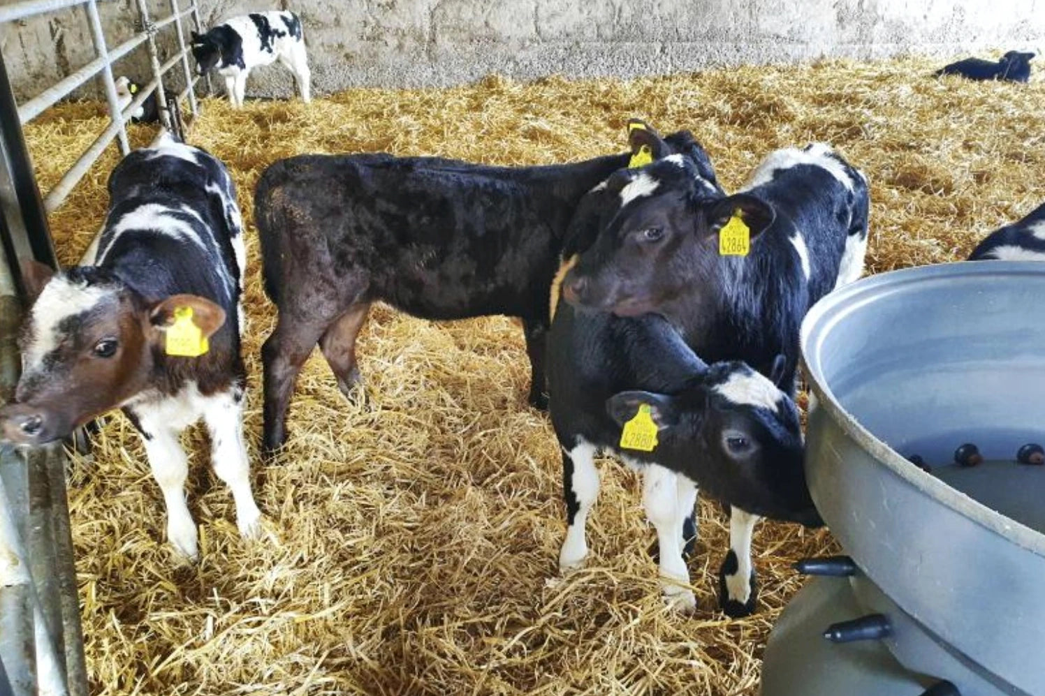 Calf Rearing