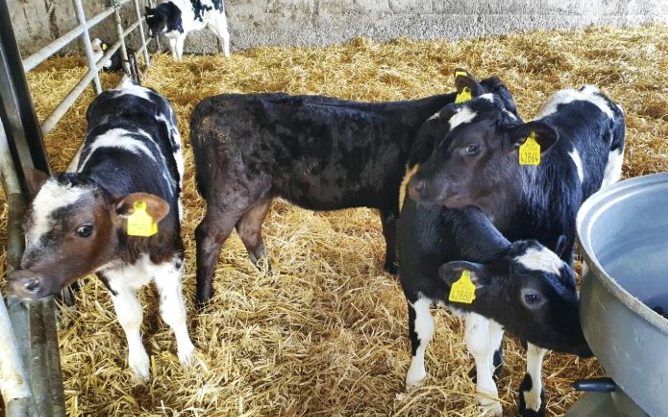 Calf Rearing