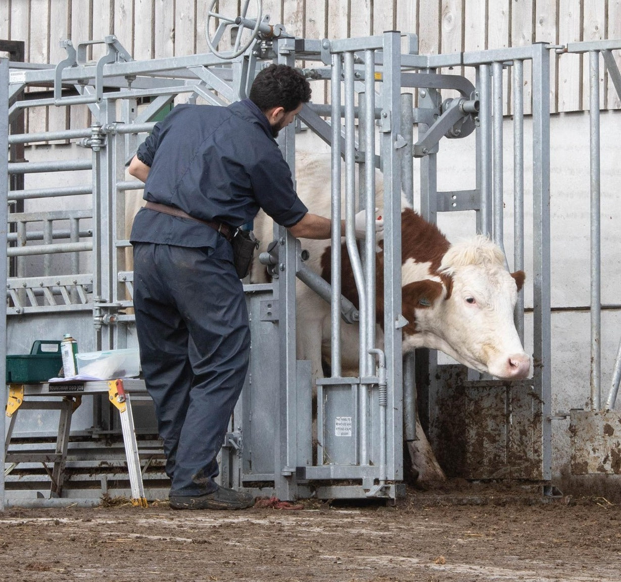 Animal Health cattle treatment on farm