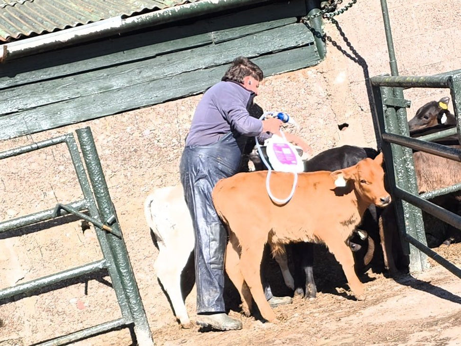 Calving prep
