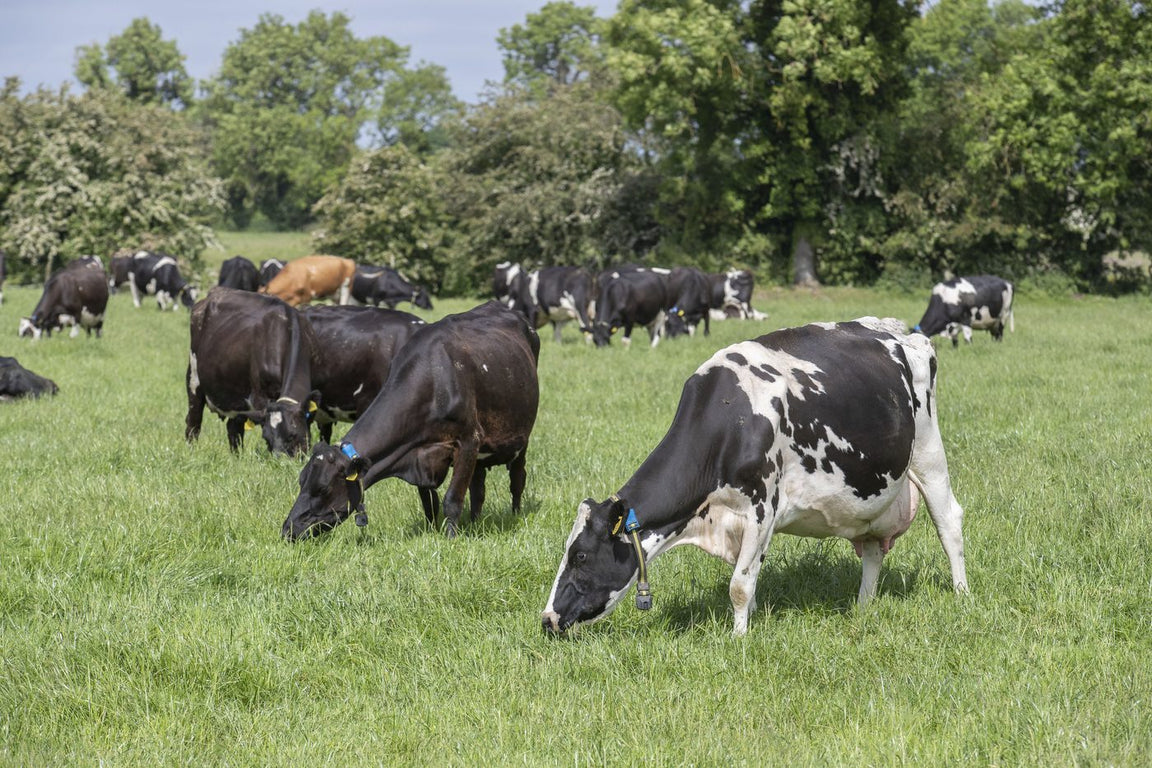 Animal Health