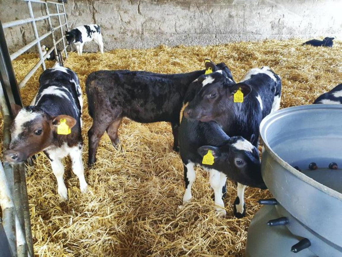 Calving & Calf Rearing