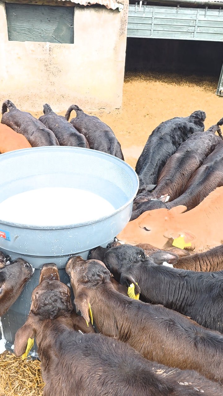 Calves at the feeder